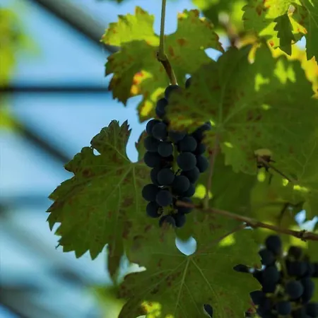 Fy381-svendborg-grastenvej-218 Tatil Evi